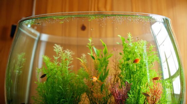 Guide pratique sur l'aquariophilie et ses secrets fascinants